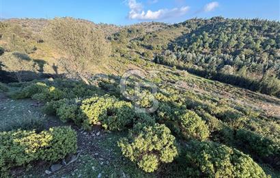 İzmir Seferihisar Beyler Köyü’nde 6.463 m² Zeytinlik Niteliğinde Tarla