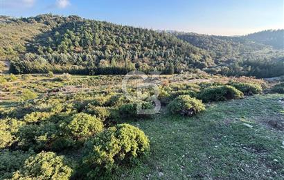 İzmir Seferihisar Beyler Köyü’nde 6.463 m² Zeytinlik Niteliğinde Tarla