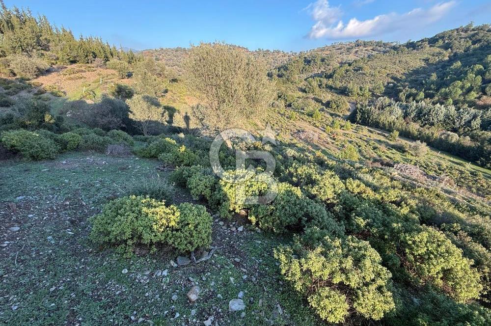 İzmir Seferihisar Beyler Köyü’nde 6.463 m² Zeytinlik Niteliğinde Tarla