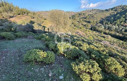 İzmir Seferihisar Beyler Köyü’nde 6.463 m² Zeytinlik Niteliğinde Tarla