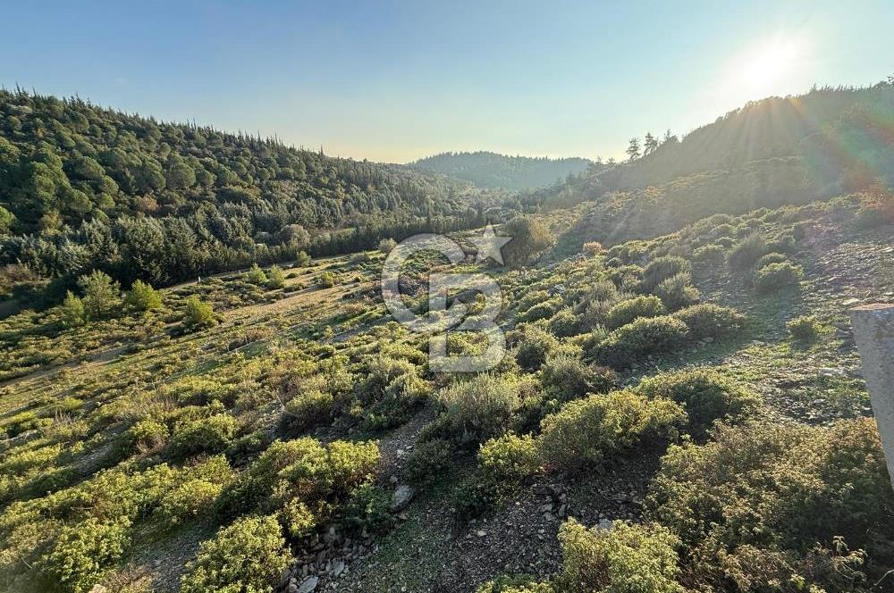 İzmir Seferihisar Beyler Köyü’nde 6.463 m² Zeytinlik Niteliğinde Tarla