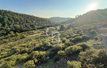 İzmir Seferihisar Beyler Köyü’nde 6.463 m² Zeytinlik Niteliğinde Tarla