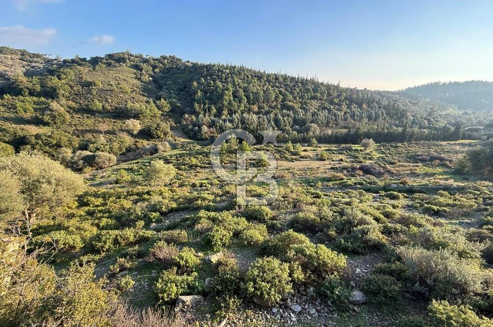 İzmir Seferihisar Beyler Köyü’nde 6.463 m² Zeytinlik Niteliğinde Tarla