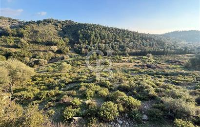 İzmir Seferihisar Beyler Köyü’nde 6.463 m² Zeytinlik Niteliğinde Tarla