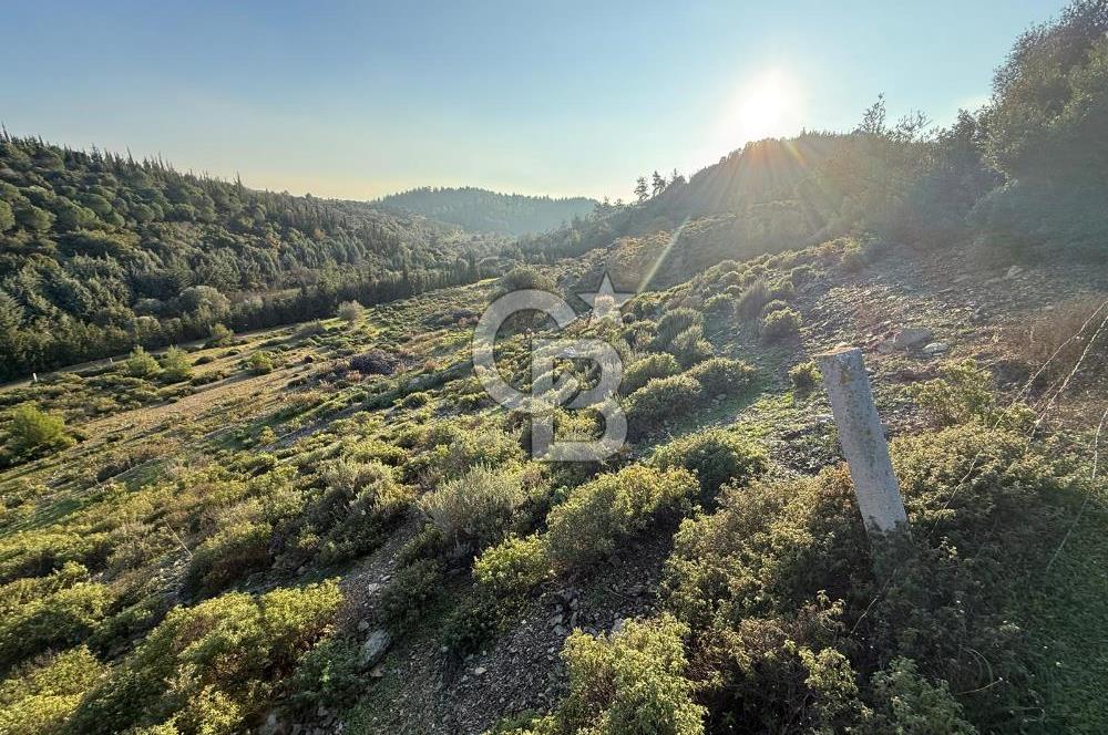 İzmir Seferihisar Beyler Köyü’nde 6.463 m² Zeytinlik Niteliğinde Tarla