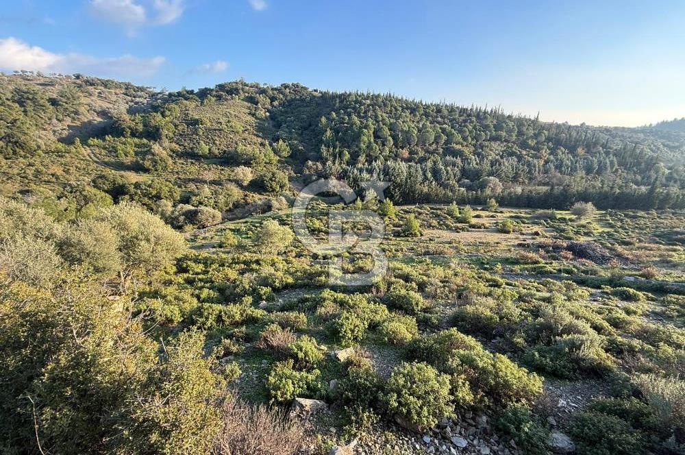 İzmir Seferihisar Beyler Köyü’nde 6.463 m² Zeytinlik Niteliğinde Tarla