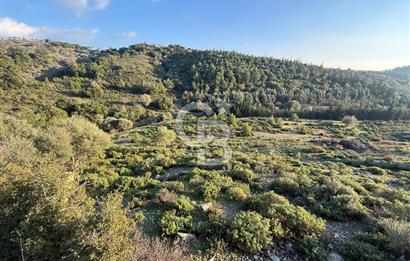 İzmir Seferihisar Beyler Köyü’nde 6.463 m² Zeytinlik Niteliğinde Tarla