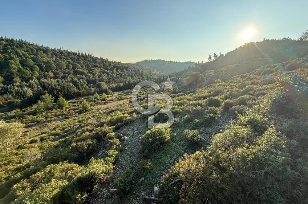 İzmir Seferihisar Beyler Köyü’nde 6.463 m² Zeytinlik Niteliğinde Tarla