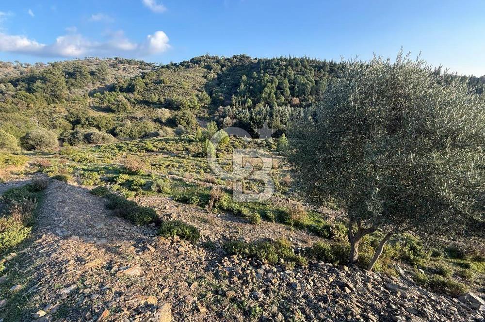 İzmir Seferihisar Beyler Köyü’nde 6.463 m² Zeytinlik Niteliğinde Tarla