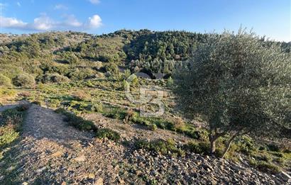 İzmir Seferihisar Beyler Köyü’nde 6.463 m² Zeytinlik Niteliğinde Tarla