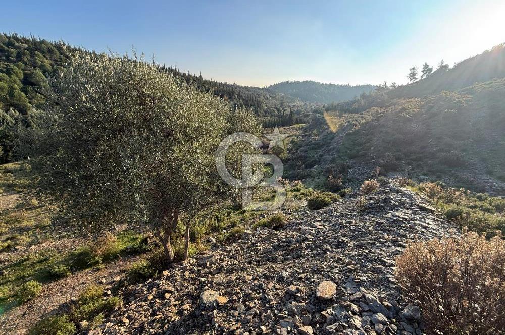 İzmir Seferihisar Beyler Köyü’nde 6.463 m² Zeytinlik Niteliğinde Tarla