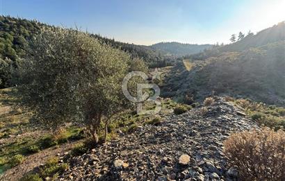 İzmir Seferihisar Beyler Köyü’nde 6.463 m² Zeytinlik Niteliğinde Tarla