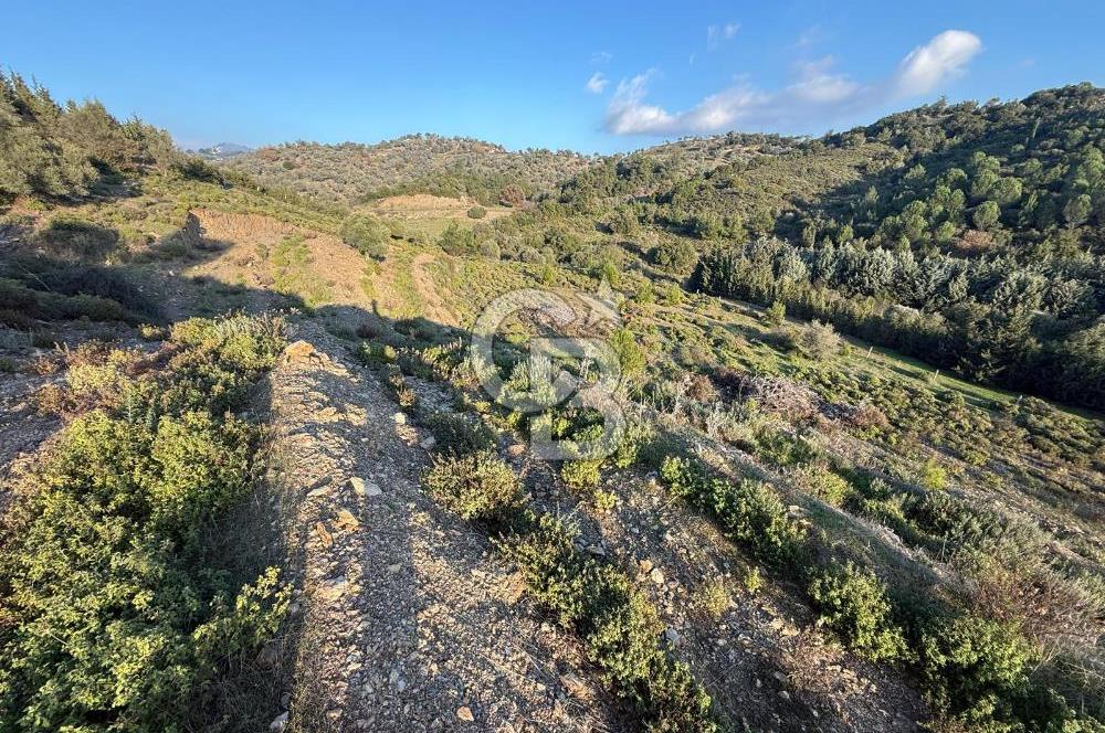 İzmir Seferihisar Beyler Köyü’nde 6.463 m² Zeytinlik Niteliğinde Tarla