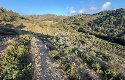 İzmir Seferihisar Beyler Köyü’nde 6.463 m² Zeytinlik Niteliğinde Tarla