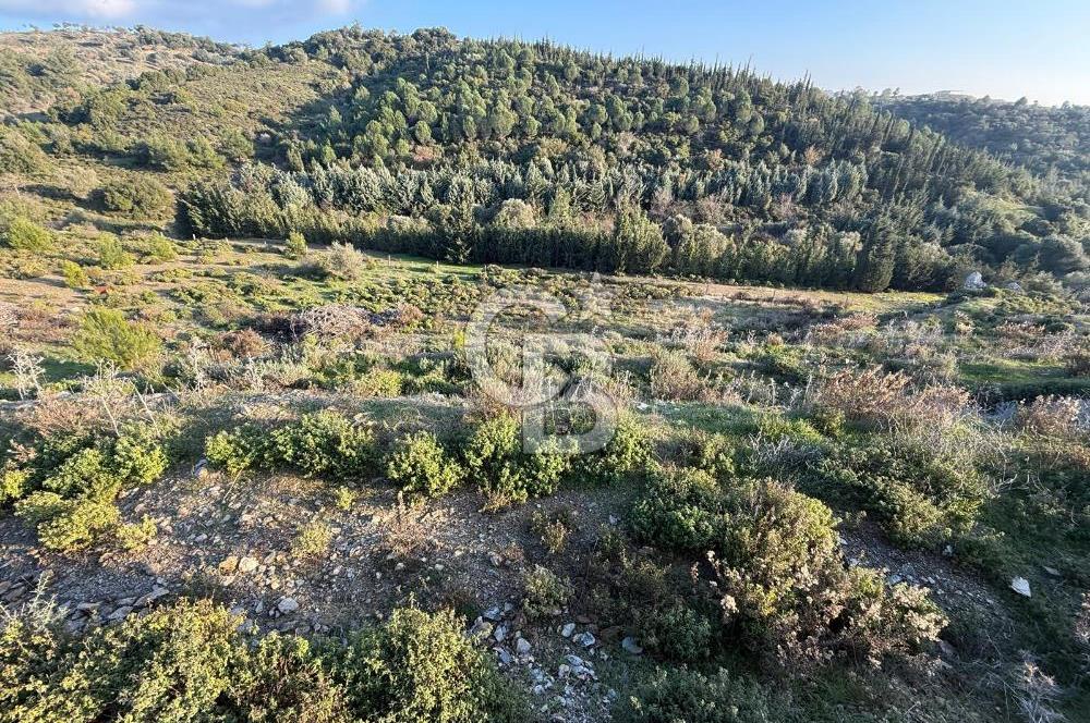 İzmir Seferihisar Beyler Köyü’nde 6.463 m² Zeytinlik Niteliğinde Tarla