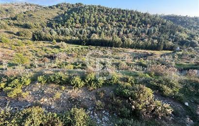 İzmir Seferihisar Beyler Köyü’nde 6.463 m² Zeytinlik Niteliğinde Tarla