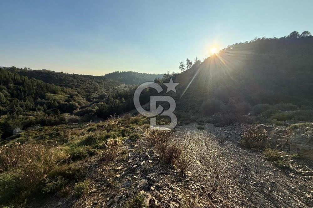 İzmir Seferihisar Beyler Köyü’nde 6.463 m² Zeytinlik Niteliğinde Tarla