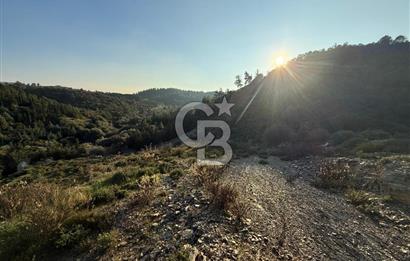 İzmir Seferihisar Beyler Köyü’nde 6.463 m² Zeytinlik Niteliğinde Tarla