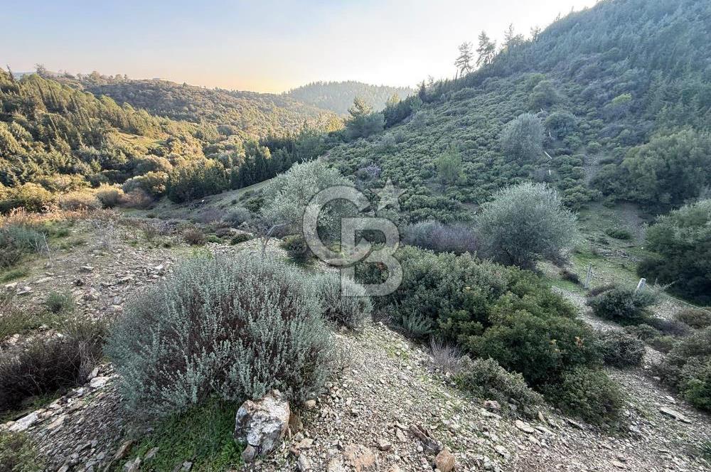 İzmir Seferihisar Beyler Köyü’nde 6.463 m² Zeytinlik Niteliğinde Tarla