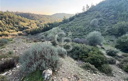 İzmir Seferihisar Beyler Köyü’nde 6.463 m² Zeytinlik Niteliğinde Tarla