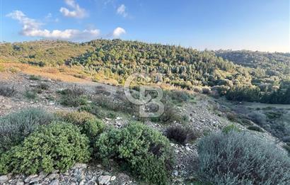 İzmir Seferihisar Beyler Köyü’nde 6.463 m² Zeytinlik Niteliğinde Tarla