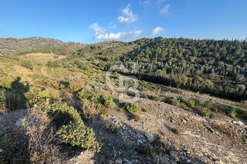 İzmir Seferihisar Beyler Köyü’nde 6.463 m² Zeytinlik Niteliğinde Tarla