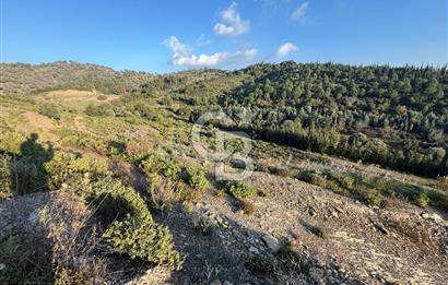 İzmir Seferihisar Beyler Köyü’nde 6.463 m² Zeytinlik Niteliğinde Tarla