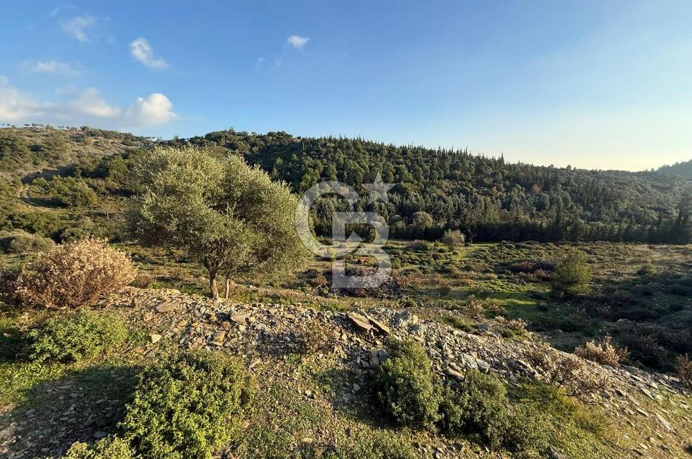 İzmir Seferihisar Beyler Köyü’nde 6.463 m² Zeytinlik Niteliğinde Tarla