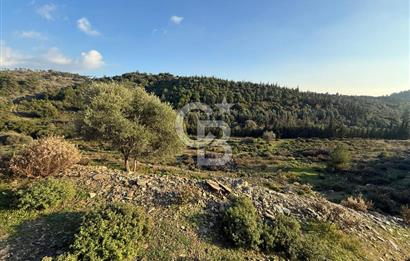 İzmir Seferihisar Beyler Köyü’nde 6.463 m² Zeytinlik Niteliğinde Tarla