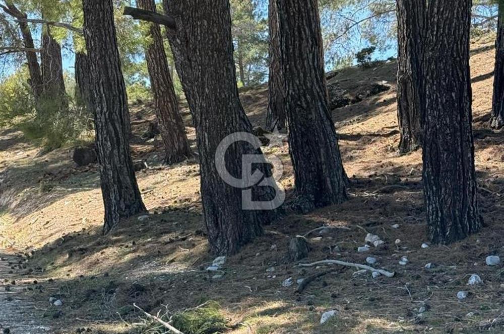 Muğla Menteşe Meke Mahallesinde 7.984 m² Satılık Tarla