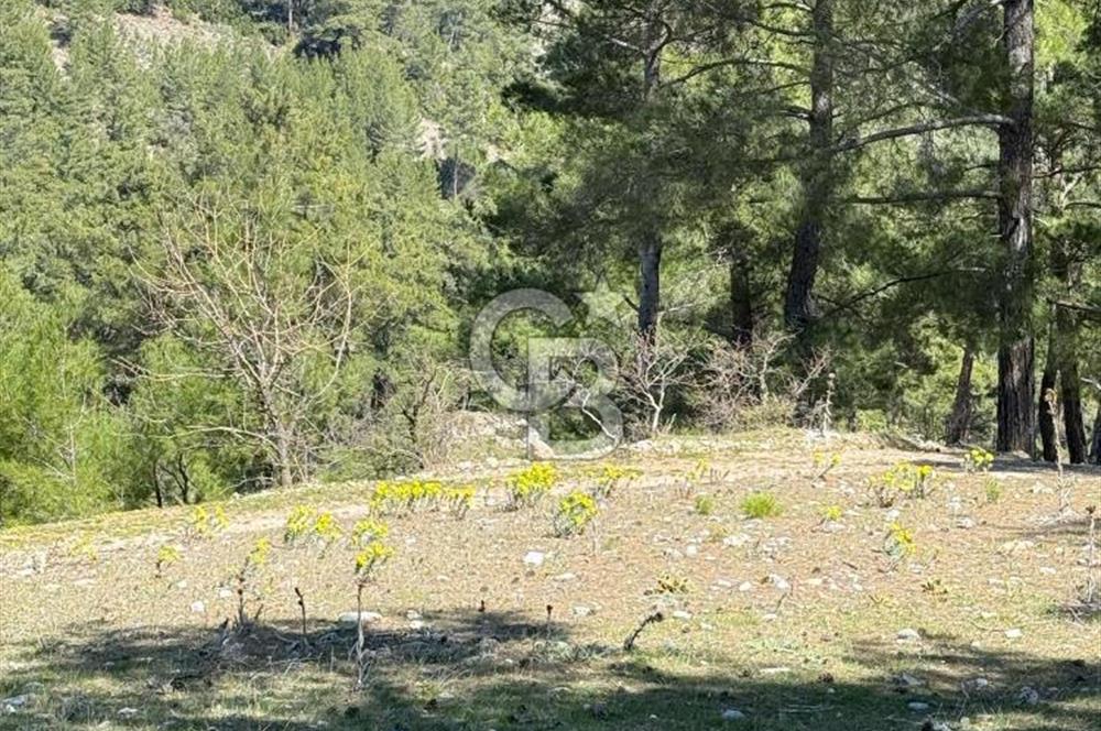 Muğla Menteşe Meke Mahallesinde 7.984 m² Satılık Tarla