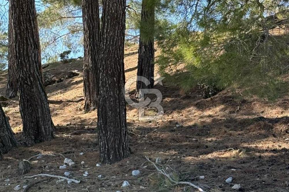 Muğla Menteşe Meke Mahallesinde 7.984 m² Satılık Tarla