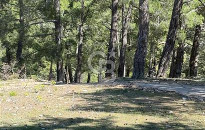 Muğla Menteşe Meke Mahallesinde 7.984 m² Satılık Tarla