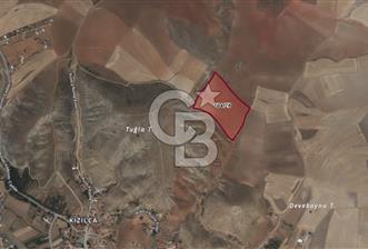 CB VİZYON BÜŞRA ERGÜL DEN ÇUBUK KIZILCA DA SATILIK TARLA - 1 - 324350