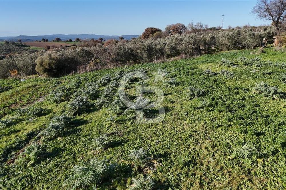 Karacaören’de Full Boğaz & Deniz Manzaralı | Yerleşim İçinde | 2042 m² Satılık Tarla