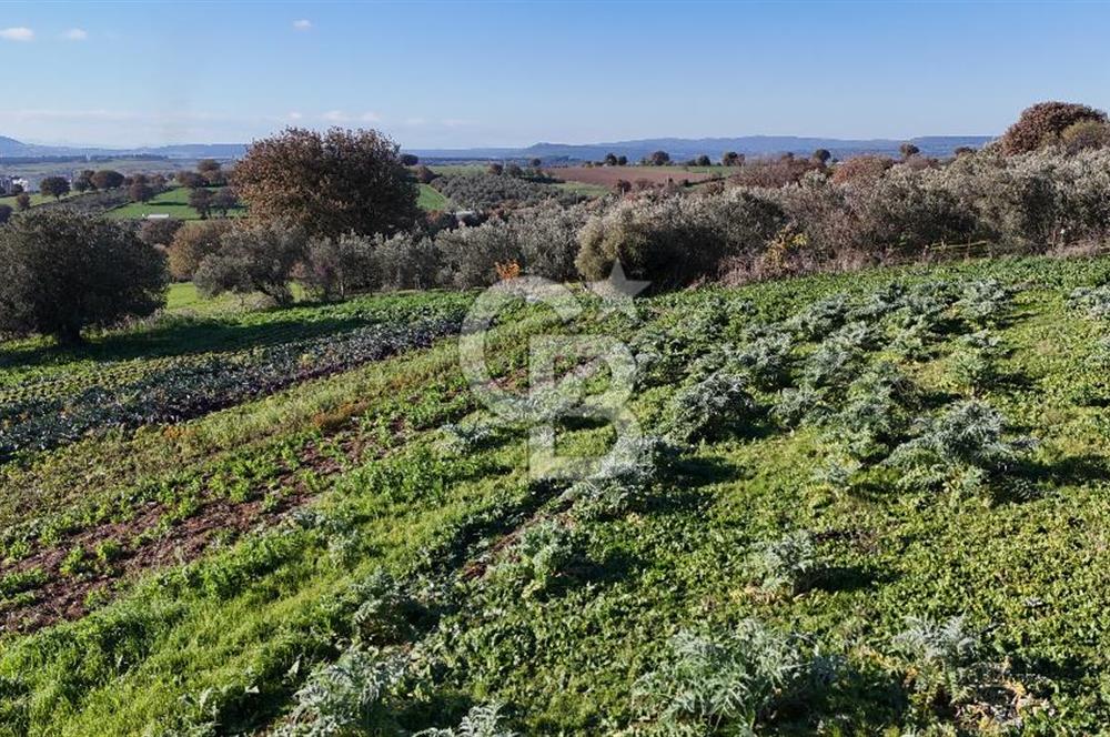 Karacaören’de Full Boğaz & Deniz Manzaralı | Yerleşim İçinde | 2042 m² Satılık Tarla