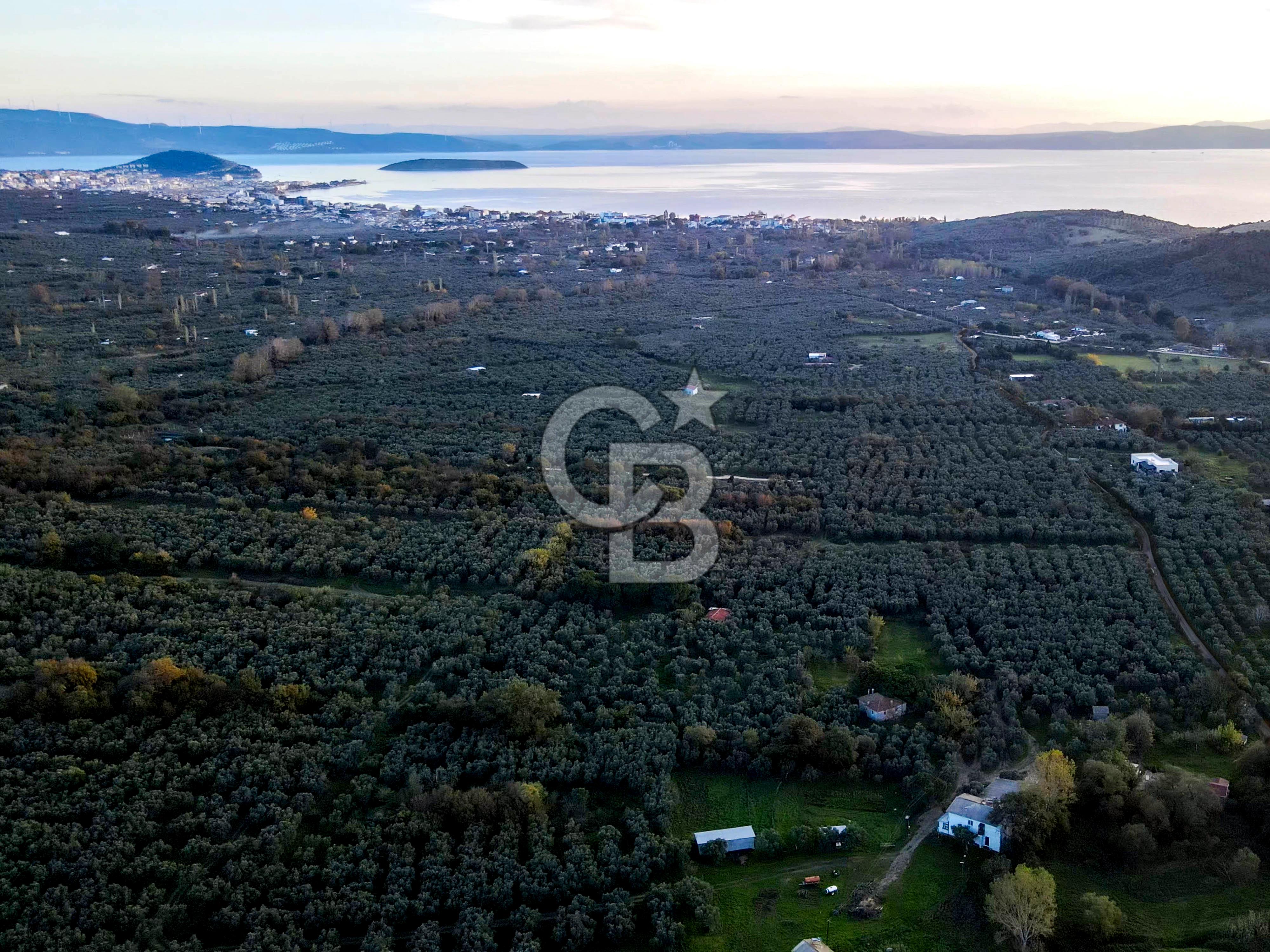 CB EAGLE'DAN ERDEK HALİTPAŞA'DA 53.169 m² SATILIK ZEYTİNLİK
