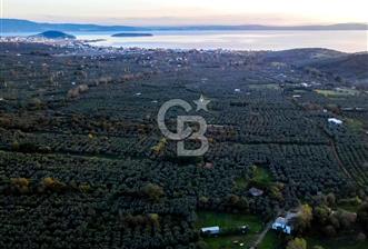 CB EAGLE'DAN ERDEK HALİTPAŞA'DA 53.169 m² SATILIK ZEYTİNLİK - 7 - 324441