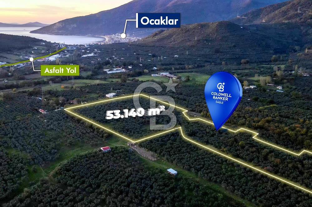 CB EAGLE'DAN ERDEK HALİTPAŞA'DA 53.169 m² SATILIK ZEYTİNLİK