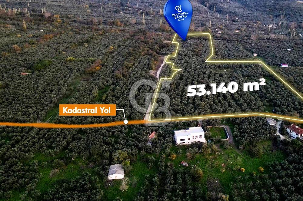 CB EAGLE'DAN ERDEK HALİTPAŞA'DA 53.169 m² SATILIK ZEYTİNLİK