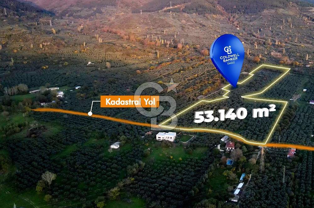 CB EAGLE'DAN ERDEK HALİTPAŞA'DA 53.169 m² SATILIK ZEYTİNLİK