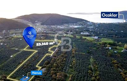 CB EAGLE'DAN ERDEK HALİTPAŞA'DA 53.169 m² SATILIK ZEYTİNLİK