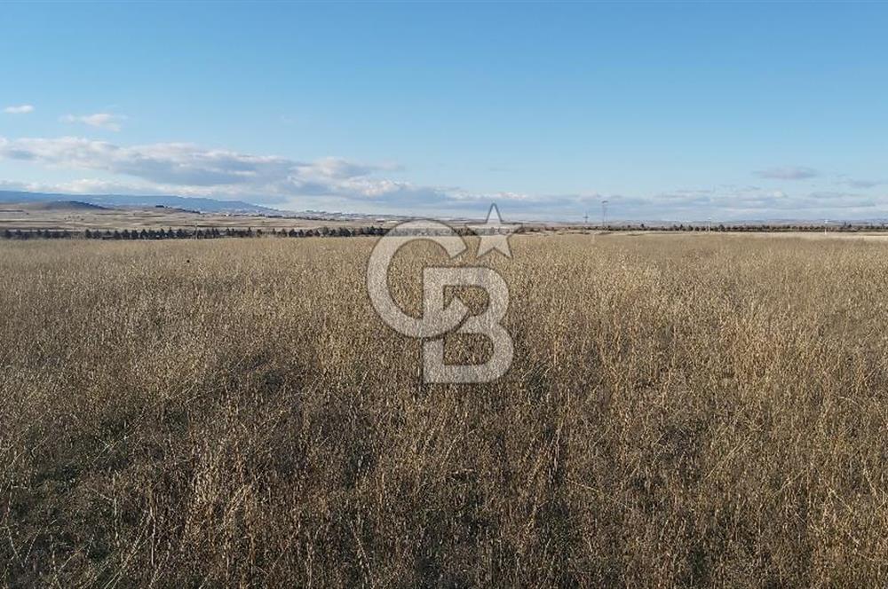 Afyon-Dazkırı Kepezaltı Mevkiinde 6.749 m² Fırsat Satılık Tarla