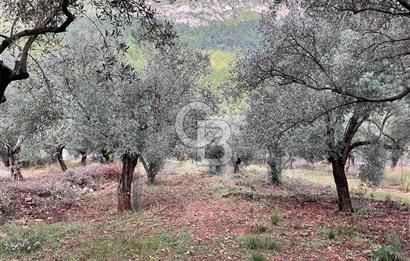 Muğla Kuyucakta Satılık Müstakil Ev