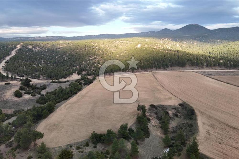 DENİZLİ BOZKURT SATILIK 14 DÖNÜM TARLA