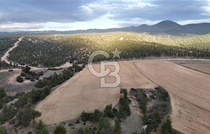 DENİZLİ BOZKURT SATILIK 14 DÖNÜM TARLA