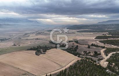 DENİZLİ BOZKURT SATILIK 14 DÖNÜM TARLA