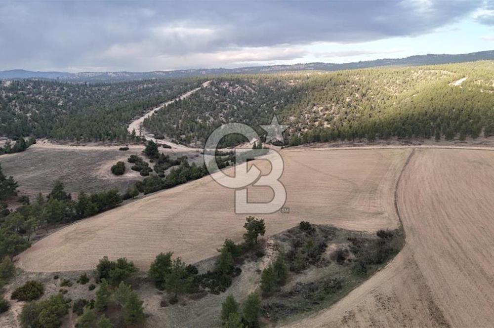 DENİZLİ BOZKURT SATILIK 14 DÖNÜM TARLA