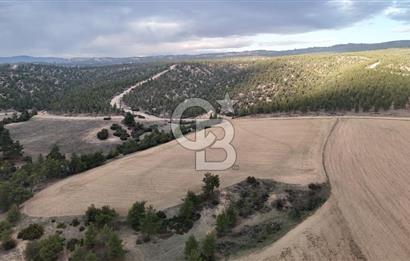 DENİZLİ BOZKURT SATILIK 14 DÖNÜM TARLA