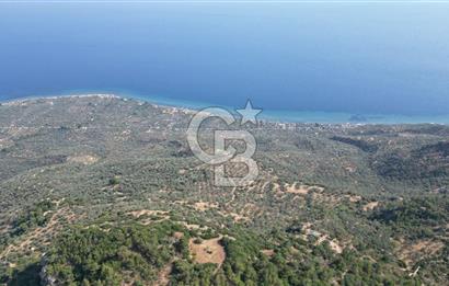 ASSOS ARIKLIDA FULL DENİZ MANZARALI | 215 m² MÜSTAKİL ZEYTİNLİK